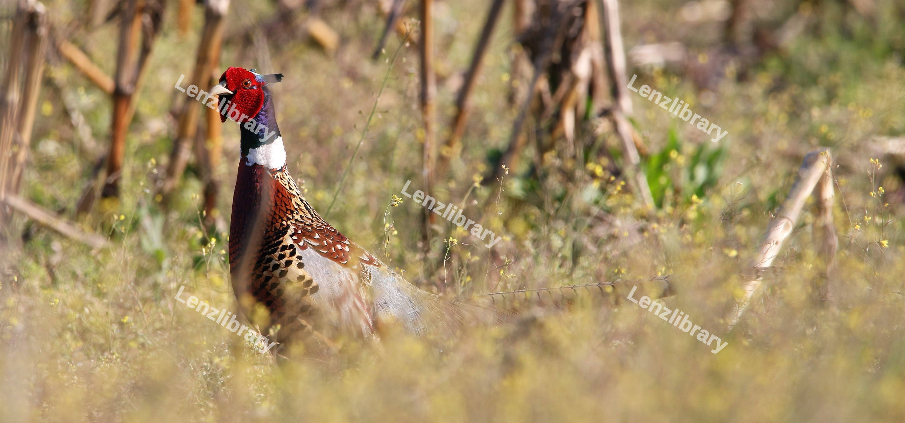 Ring-necked Pheasant